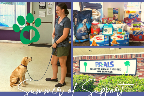 Summer of Support: Service Dogs